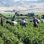 Trabajo de agricultor en Canad&aacute;